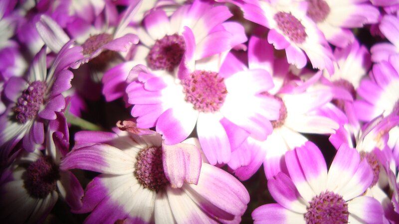 purple and white daisy flowers