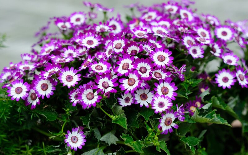 purple and white daisy flowers