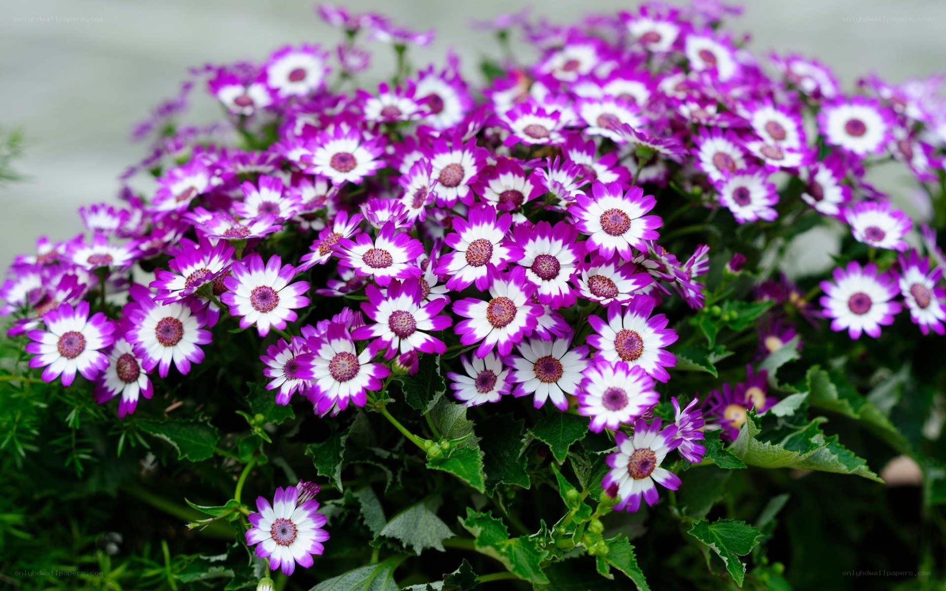 purple and white daisy flowers