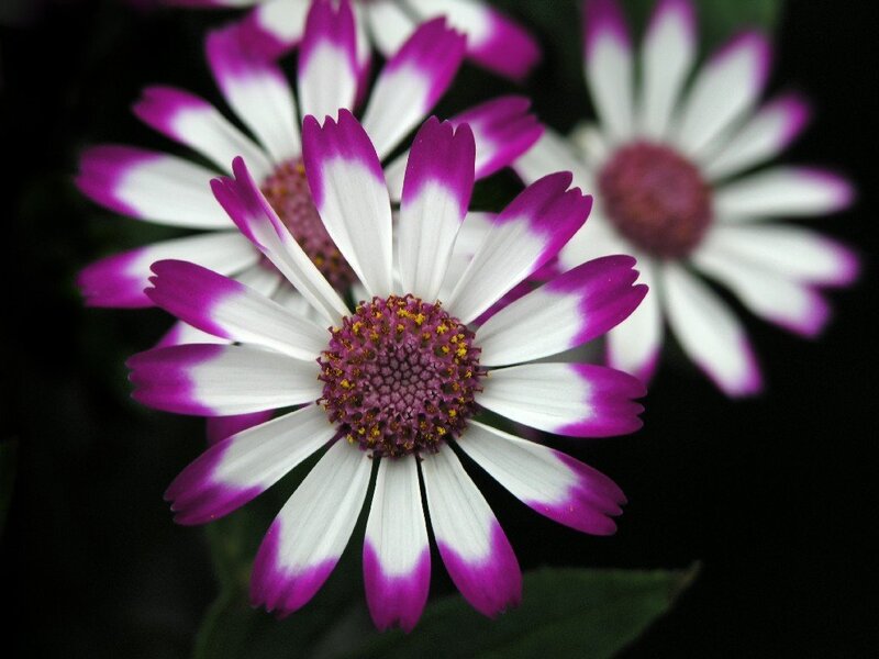 Purple and white daisy flowers