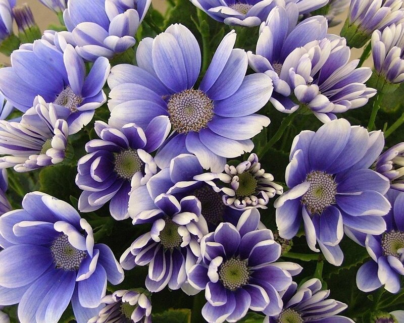 Purple and white daisy flowers