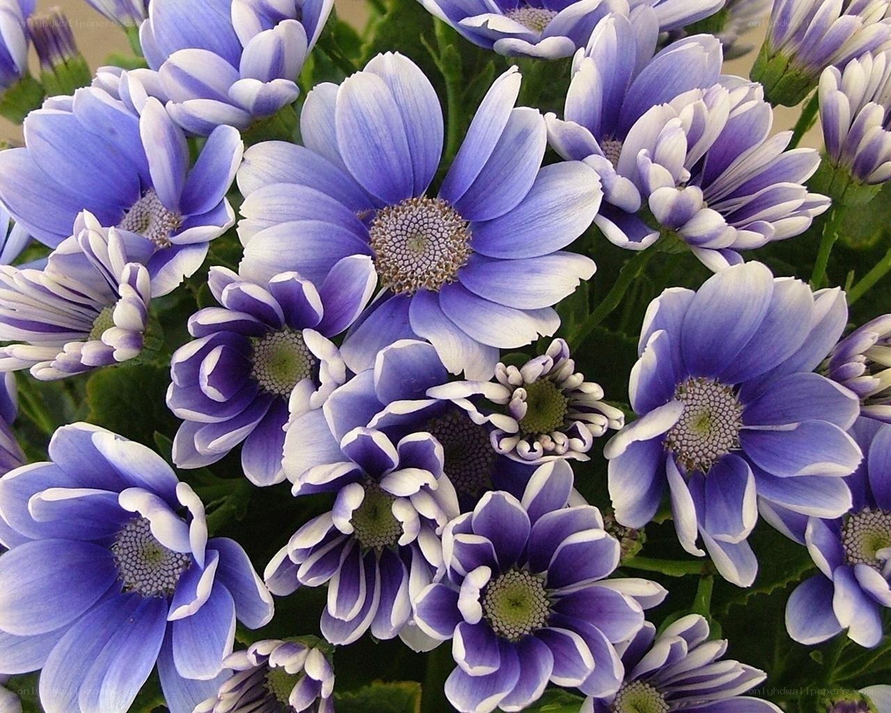 Purple and white daisy flowers