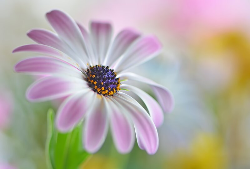 Purple and White Daisy — Pink