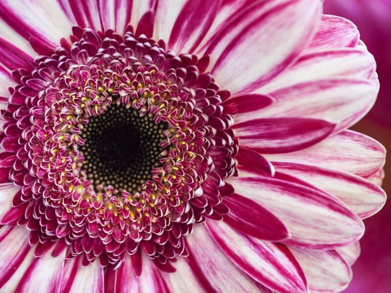Purple and White Daisy