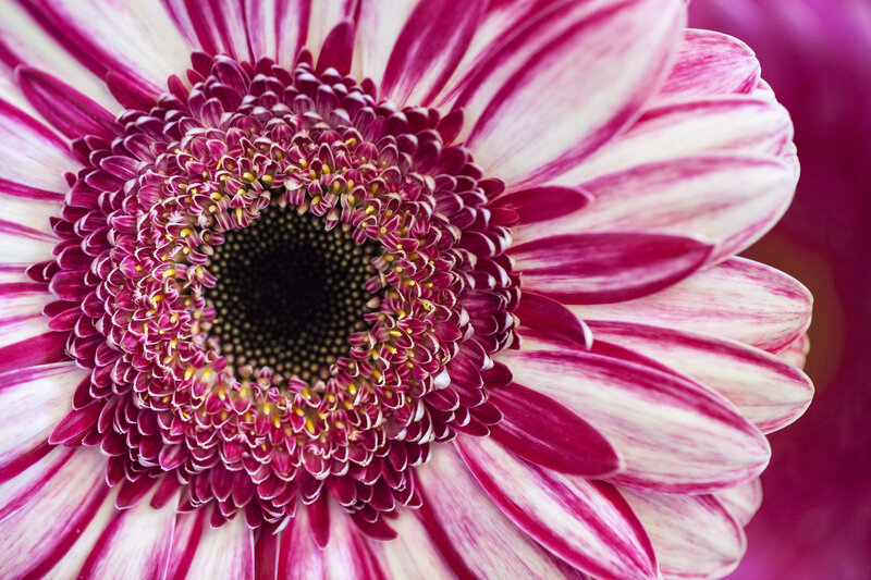 Purple and White Daisy — Vibrant