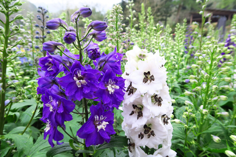 Purple and White Delphiniums — Serene
