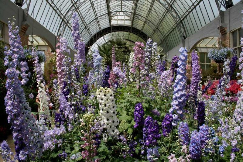 Purple and White Delphiniums