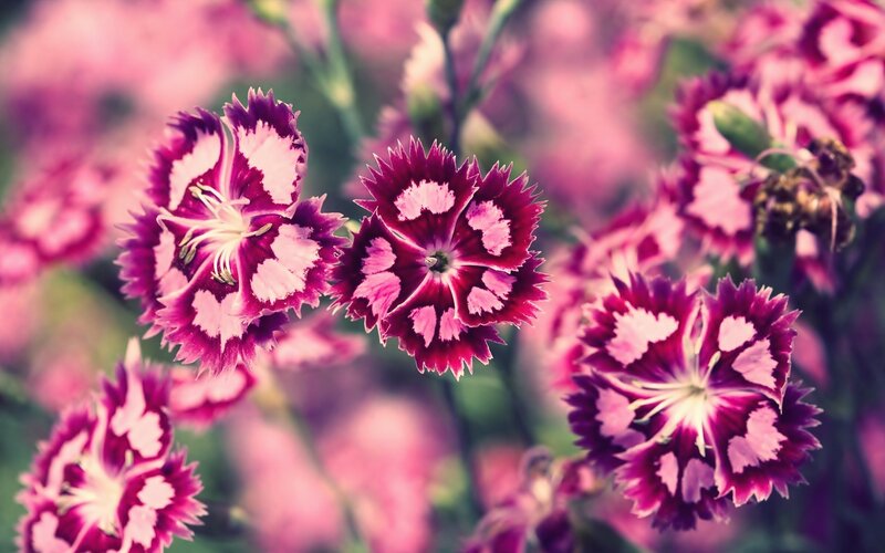 Purple and white dianthus flowers