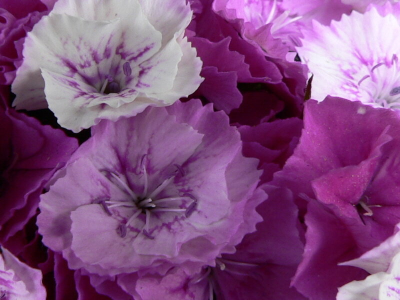 purple and white dianthus flowers