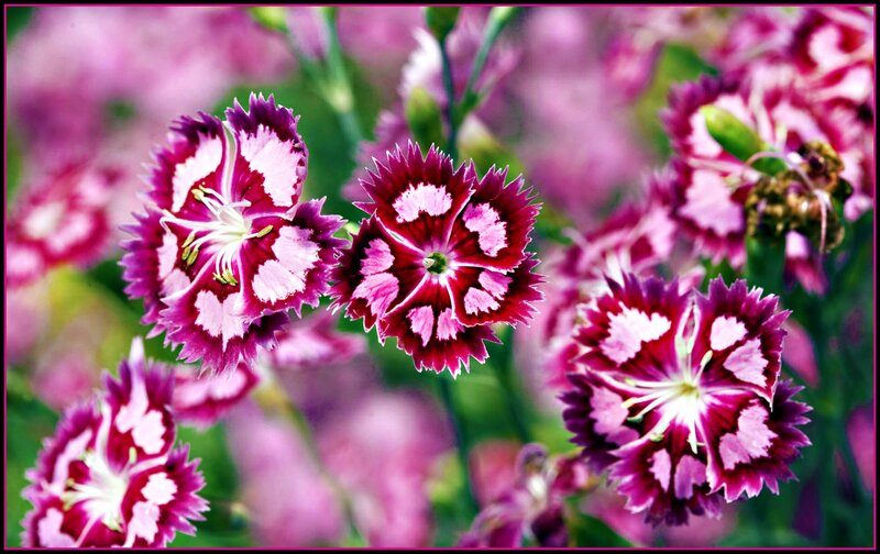 Purple and White Dianthus Flowers — Calm