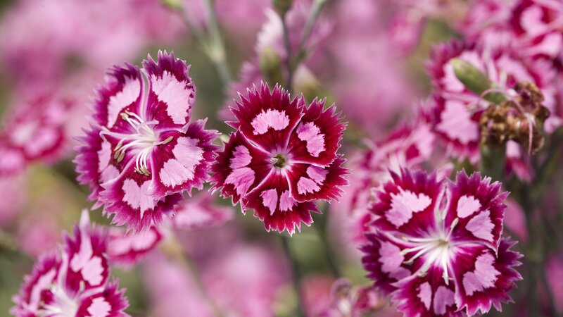 Purple and White Dianthus Flowers — Pink