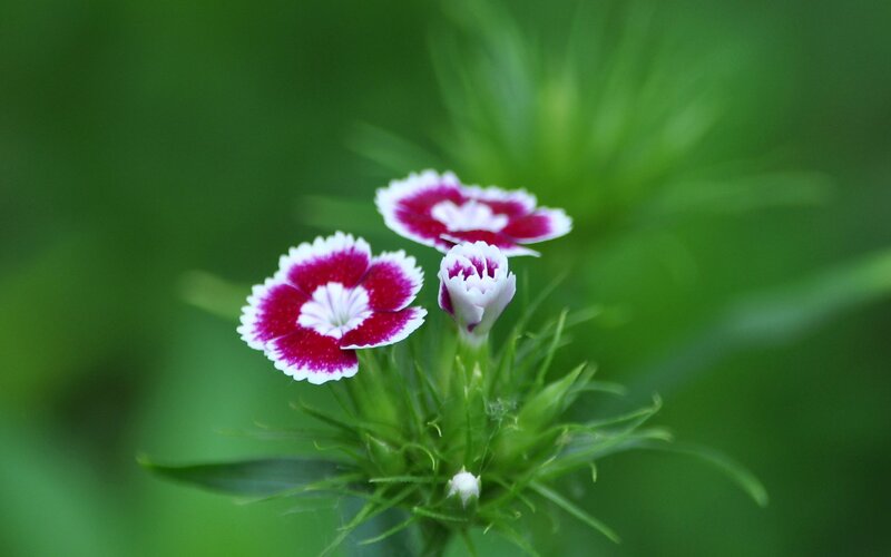 Purple and white dianthus flowers