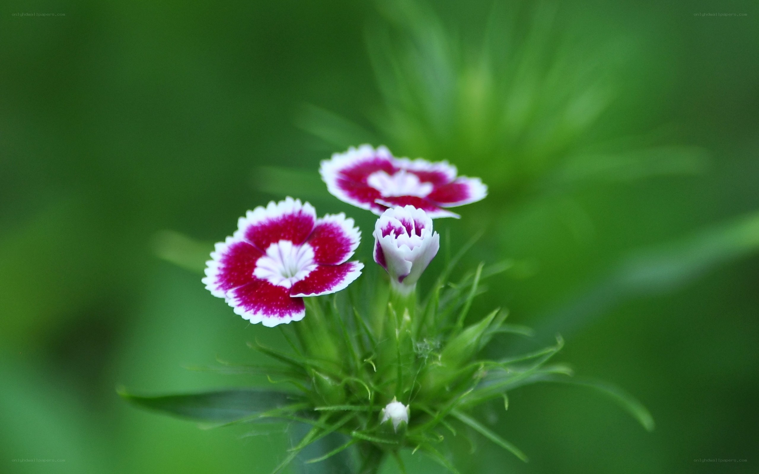 Purple and white dianthus flowers