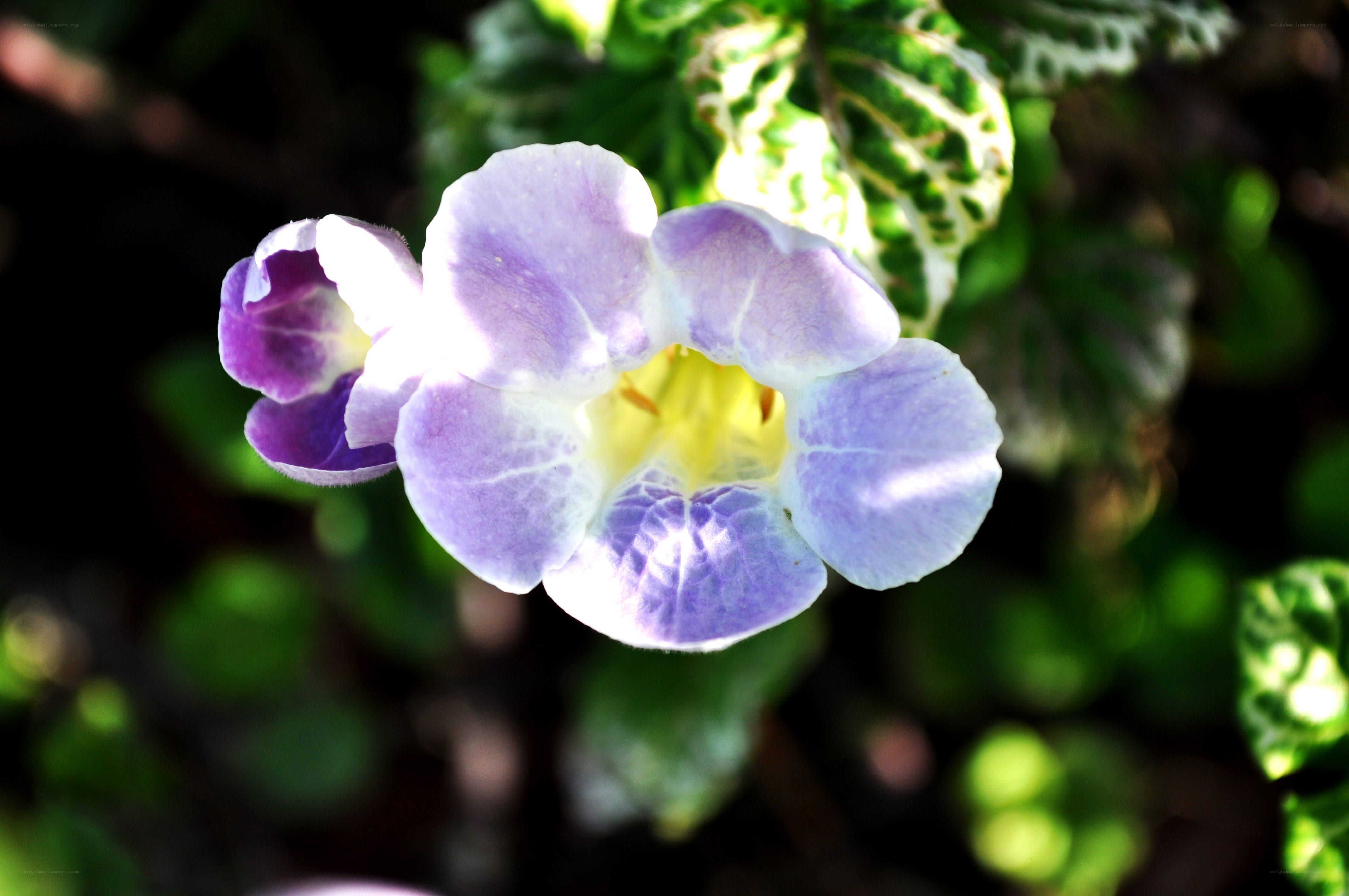 purple and white flower
