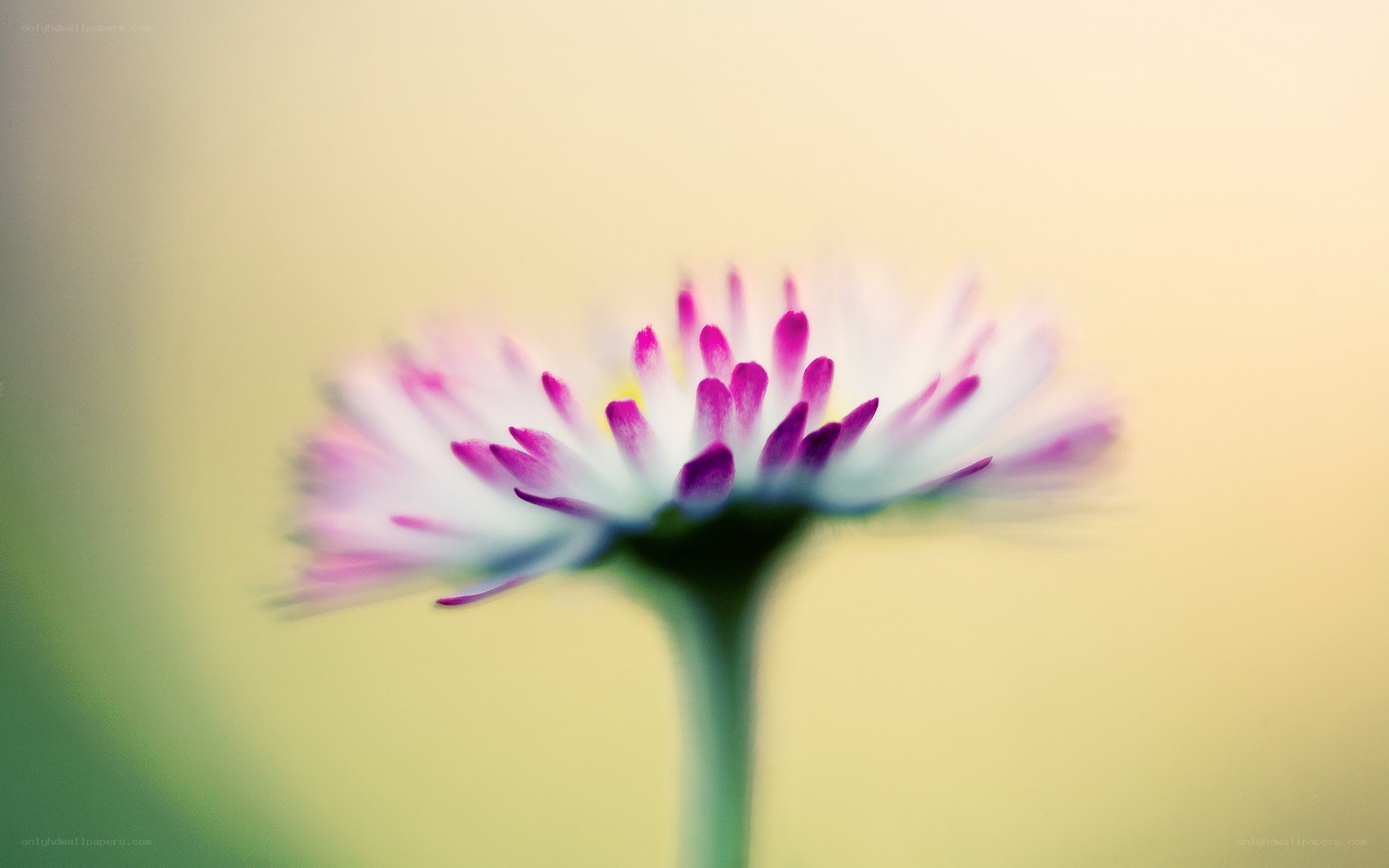 purple and white flower