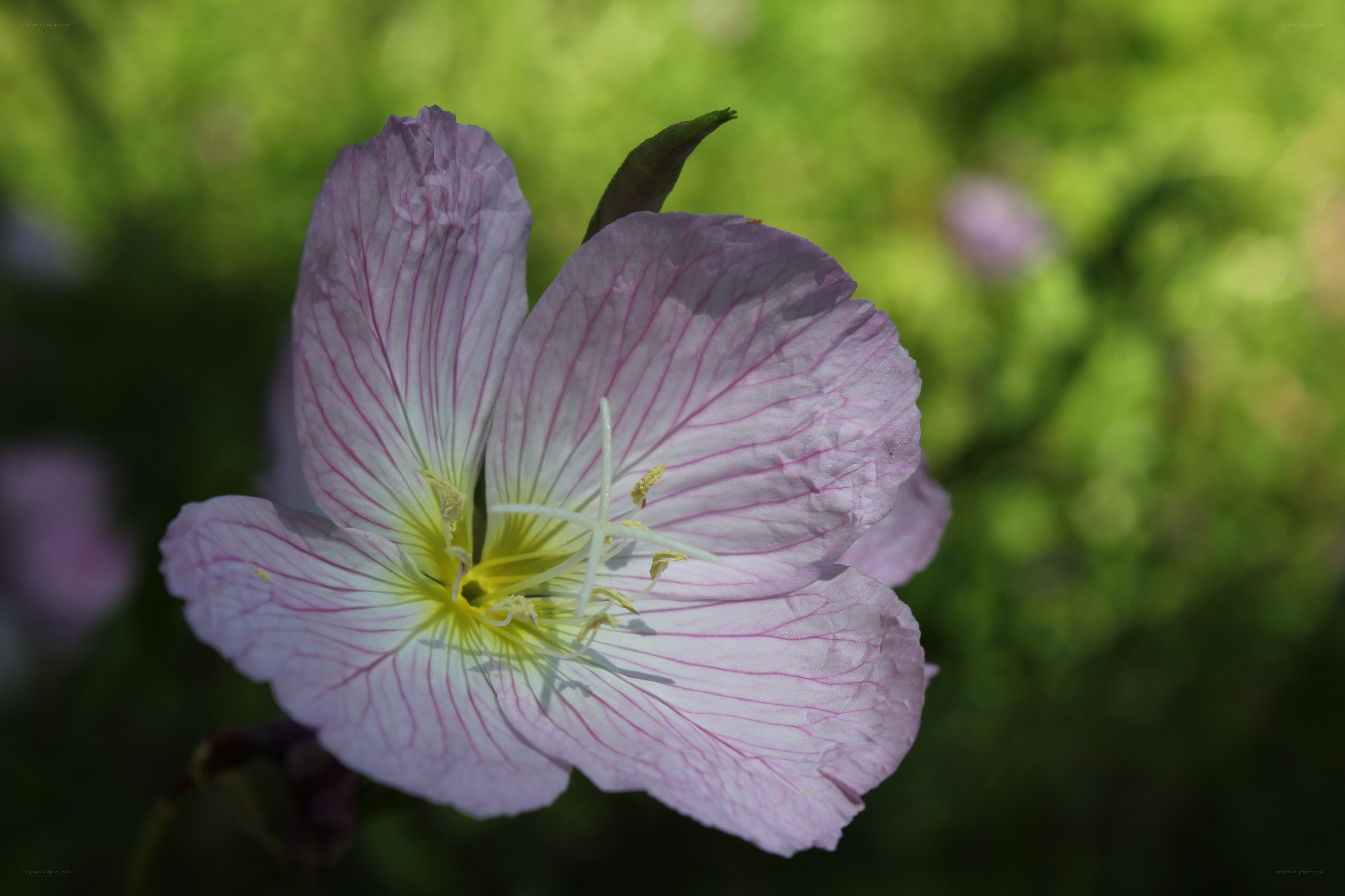 purple and white flower