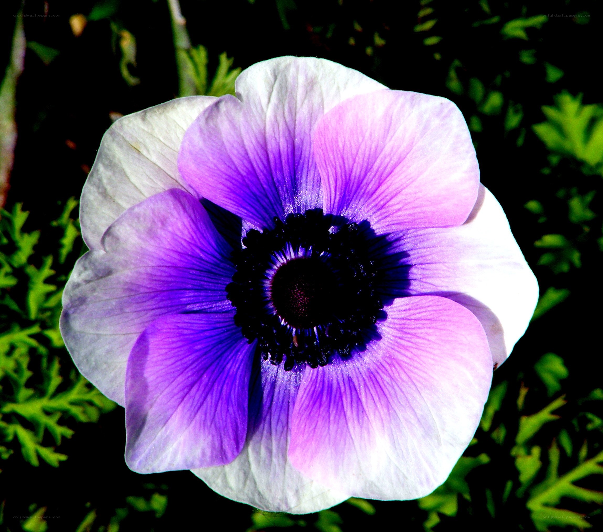 purple and white flower