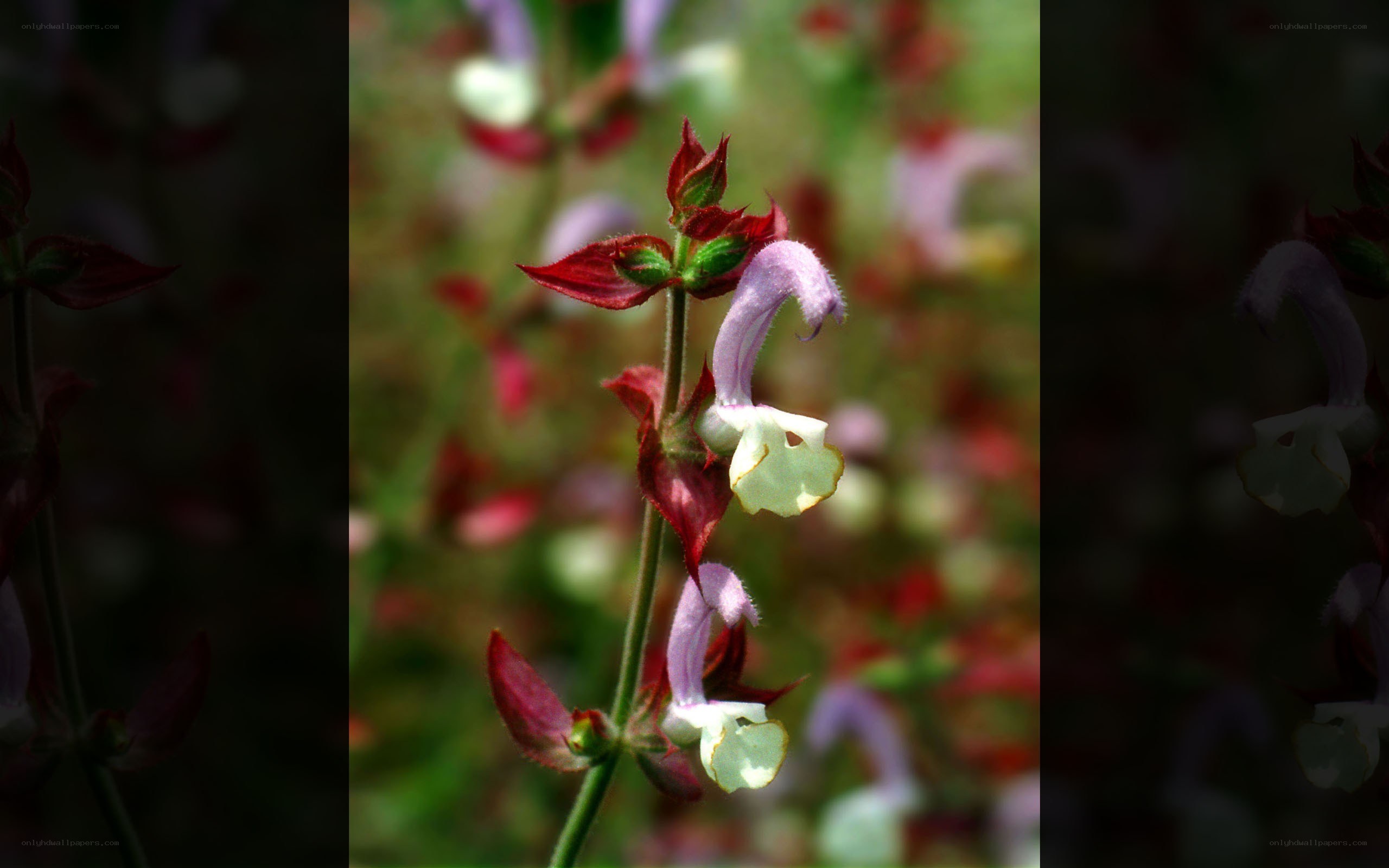 purple and white flower bloom