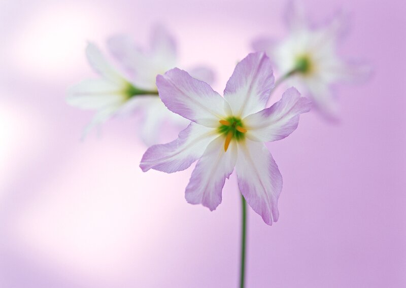 Purple and white flower bloom
