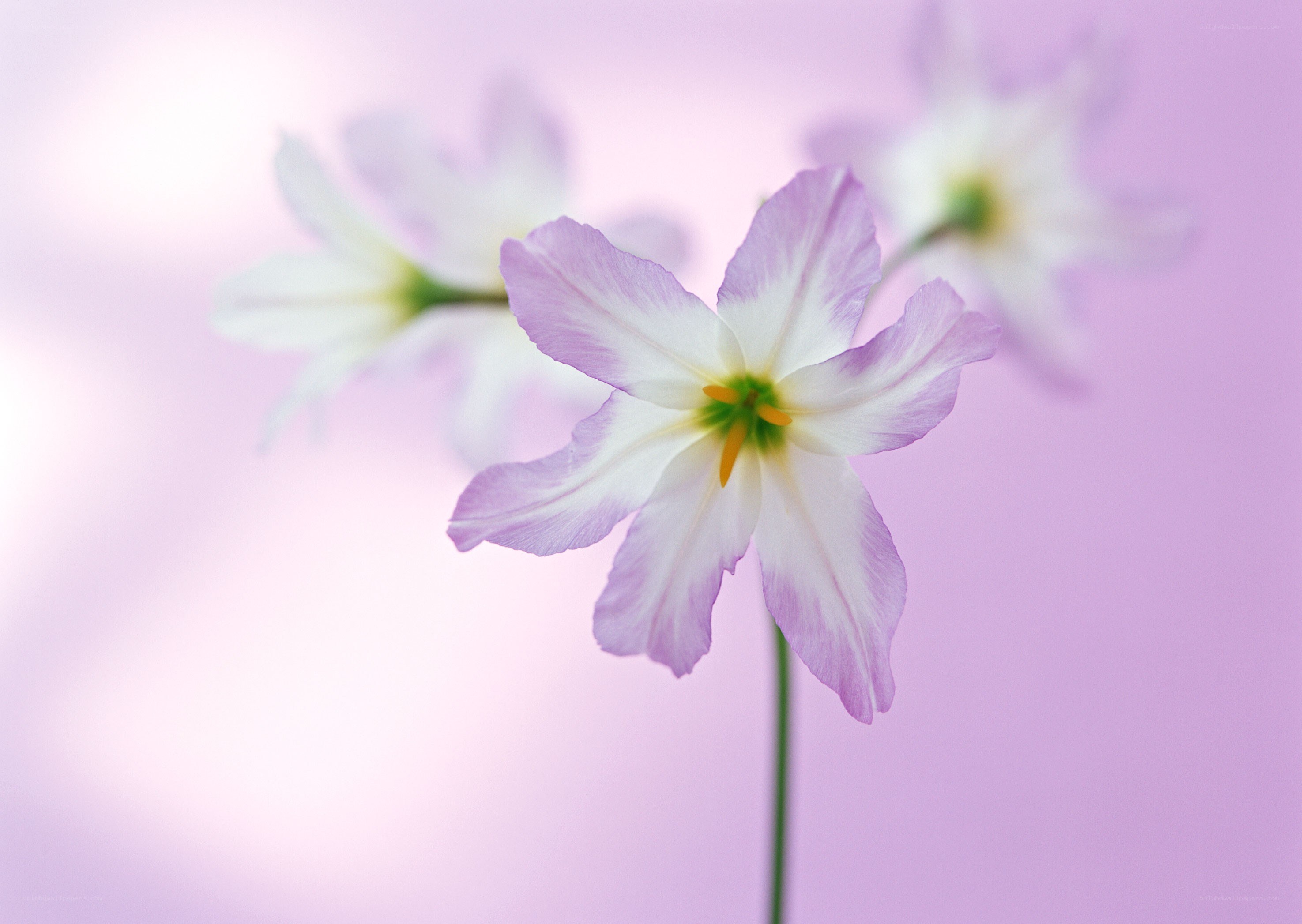 Purple and white flower bloom