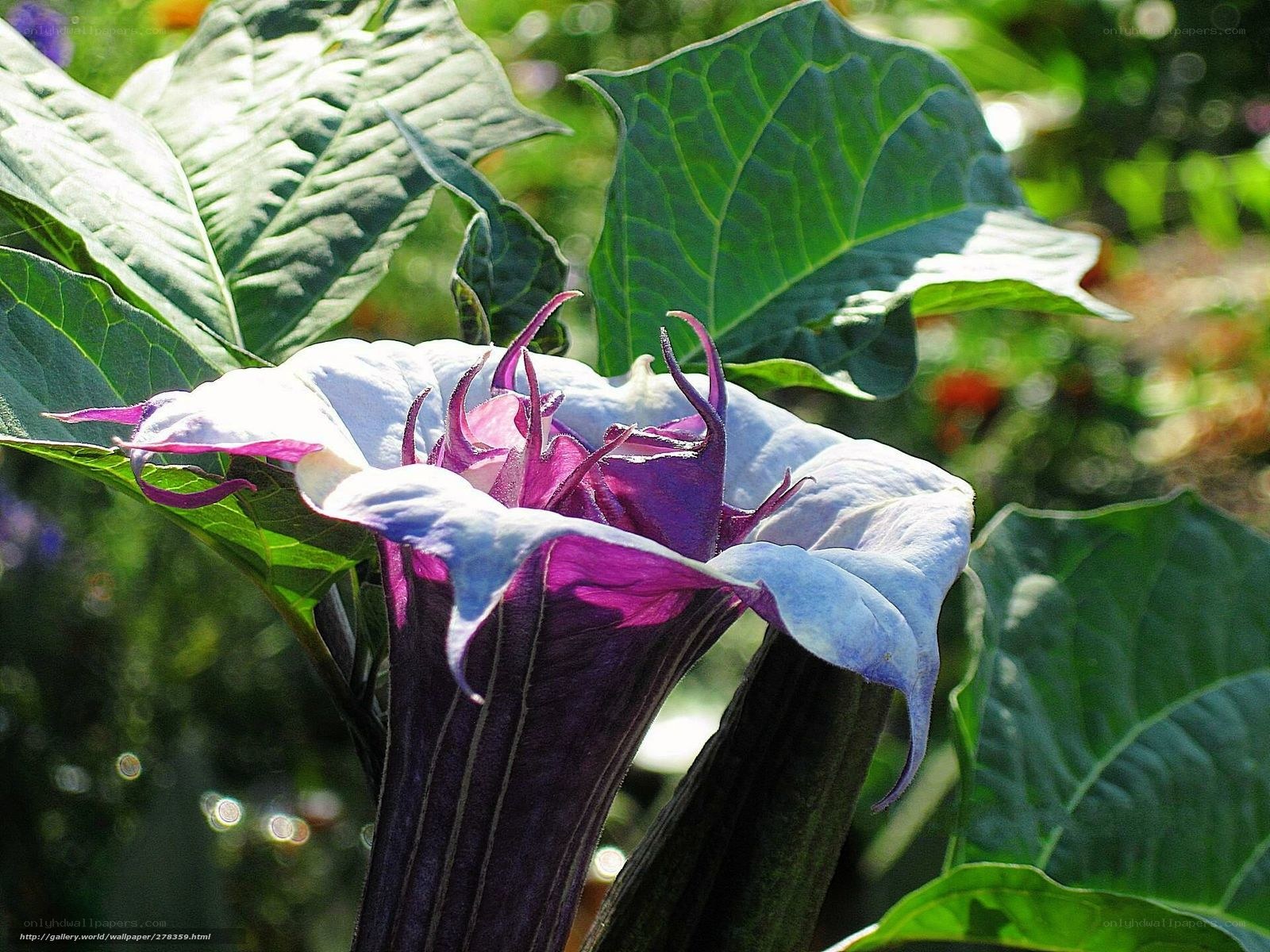 Purple and white flower bloom
