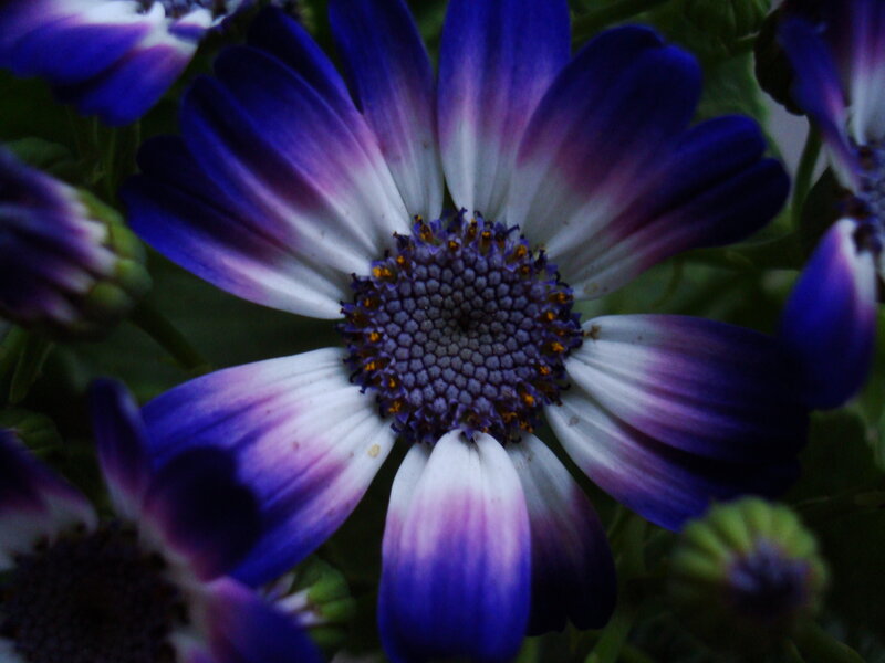 Purple and White Flower — Blue, Calm