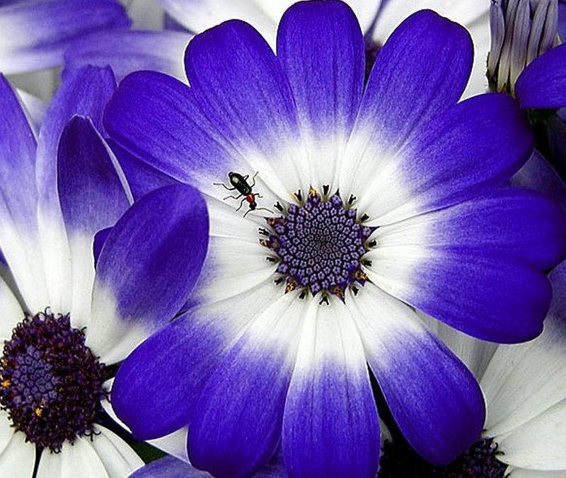 Purple and White Flower — Blue
