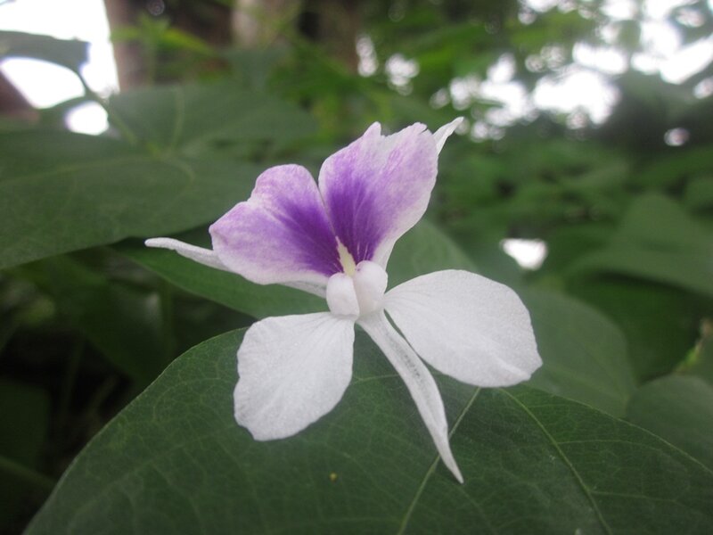 Purple and White Flower — Calm, Afternoon