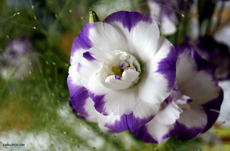Purple and White Flower — Calm, Photograph, Green Foliage