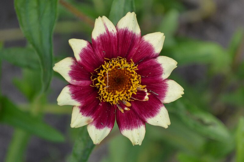 Purple and White Flower — Calm, Photograph, Green Leaves, Yellow Center