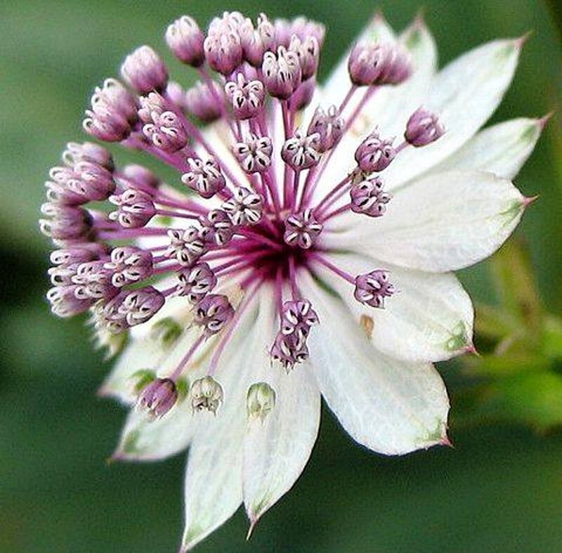 Purple and White Flower — Calm, Photograph, Petals, Buds