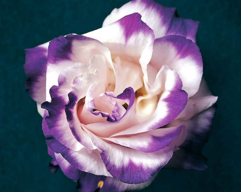 Purple and White Flower — Calm, Photograph, Petals, Center