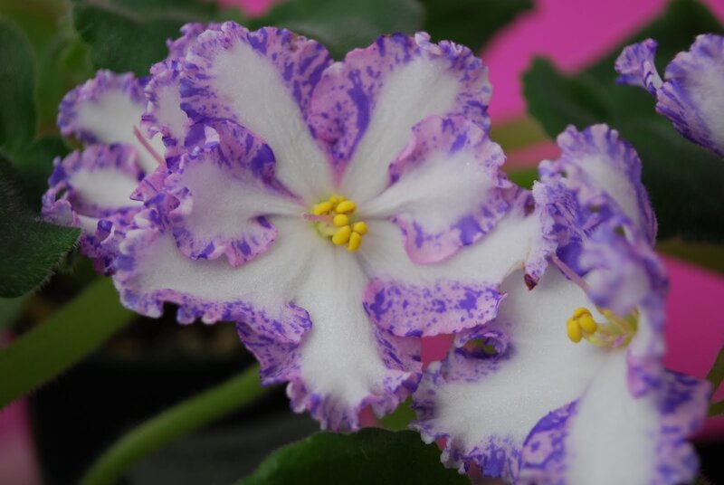 Purple and White Flower — Calm, Photograph