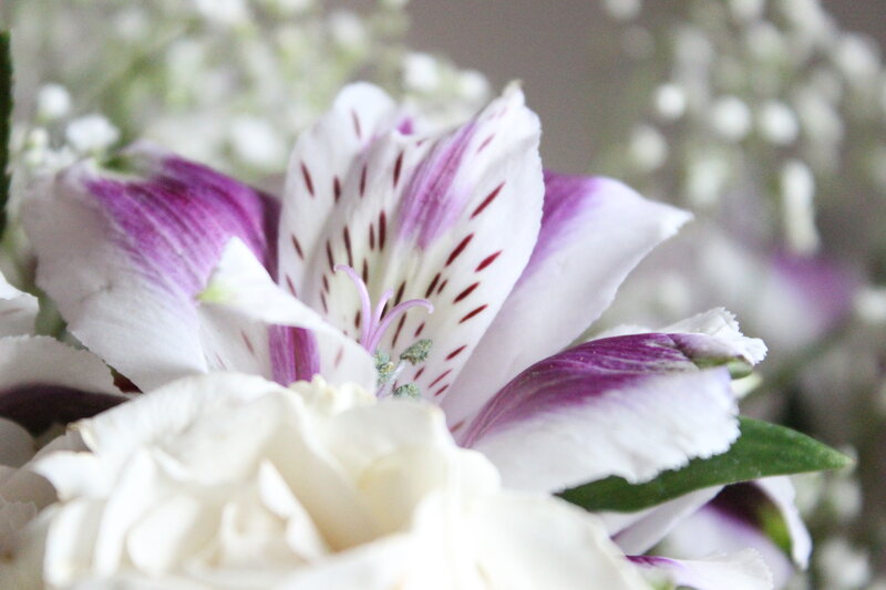 Purple and White Flower — Calm, Photograph, White Flowers