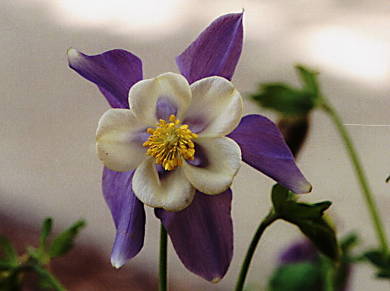 Purple and White Flower — Calm, Photograph, Yellow Center