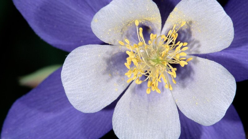 Purple and White Flower — Calm, Photograph, Yellow Stamen