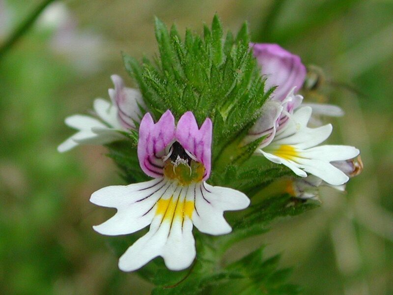 Purple and White Flower — Calm, Spring, Photograph