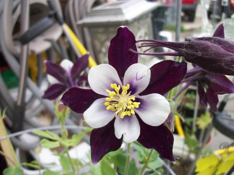 Purple and White Flower — Calm, Spring