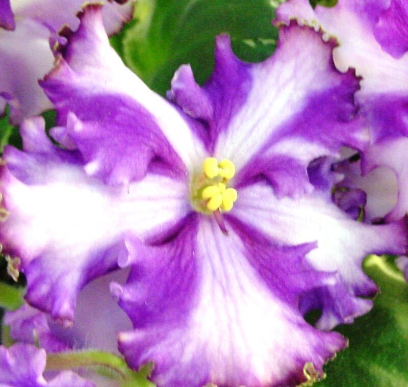 Purple and White Flower — Calm