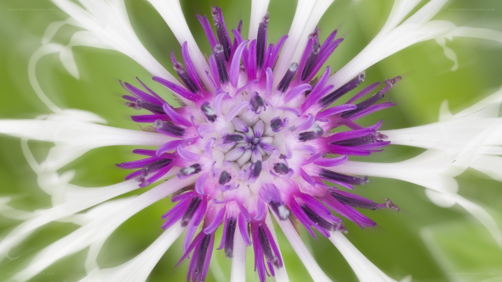purple and white flower center