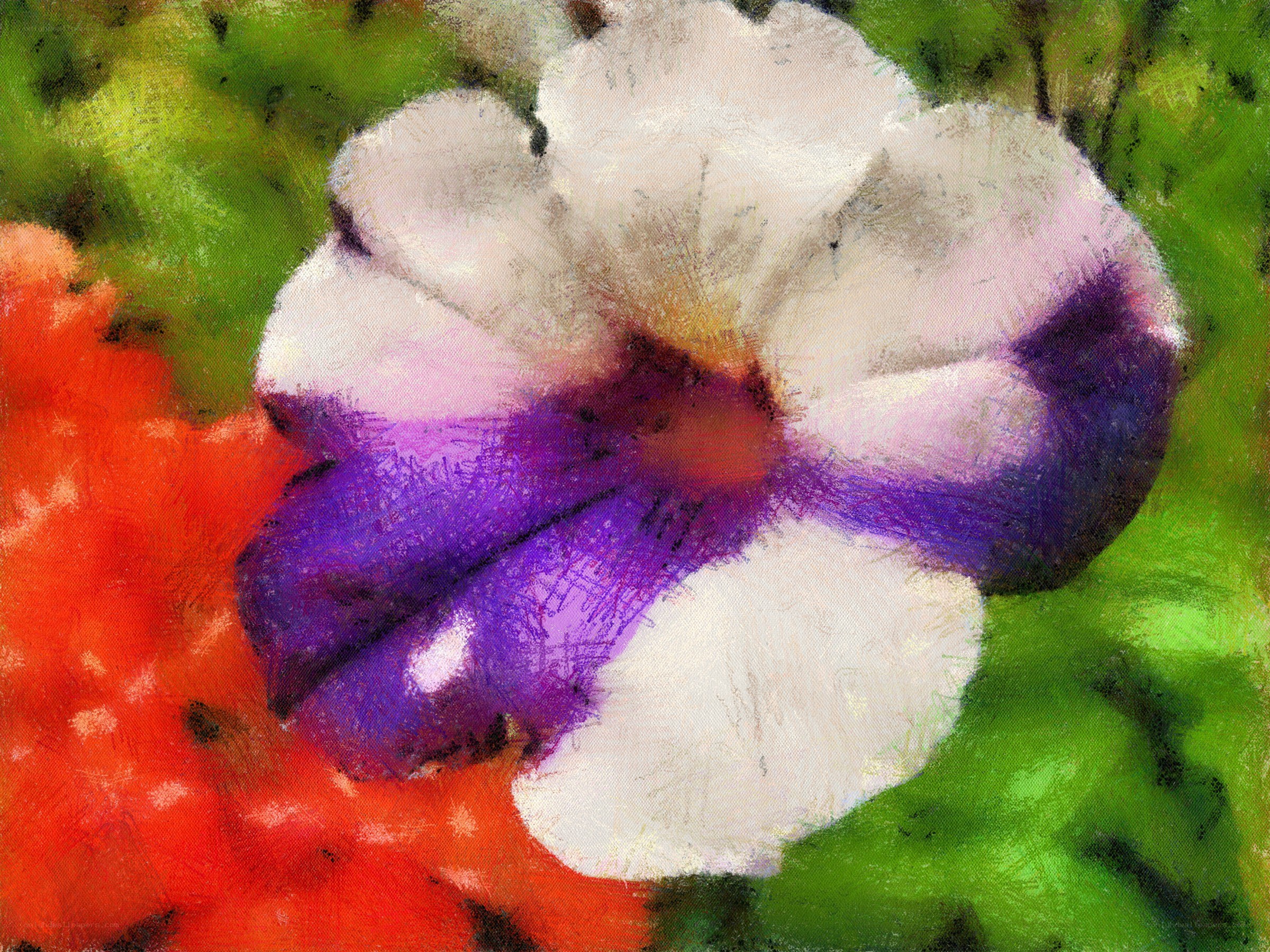 purple and white flower close-up