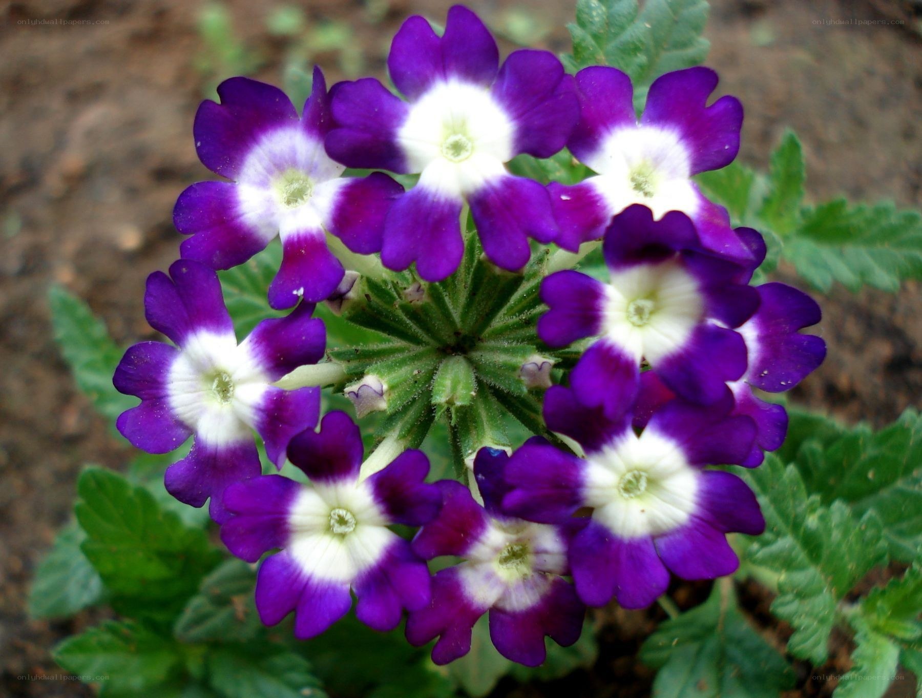 purple and white flower cluster