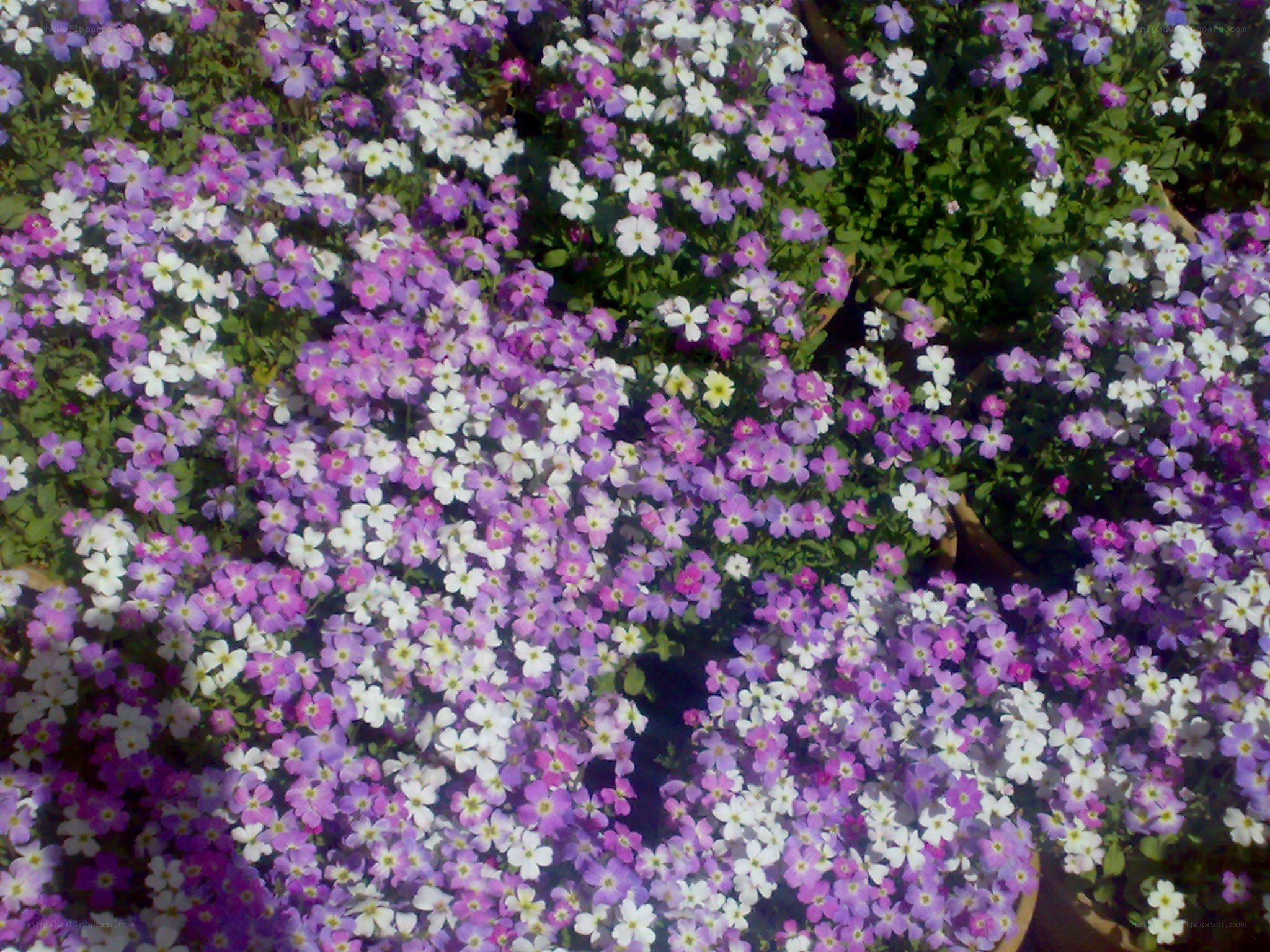 purple and white flower cluster