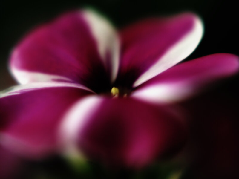 Purple and White Flower — Dark