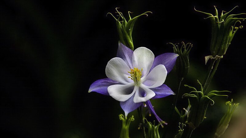 Purple and White Flower — Dramatic, Photograph, Buds, Stem