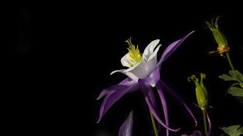 Purple and White Flower — Dramatic, Photograph, Buds