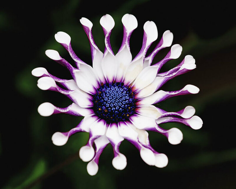 Purple and White Flower — Dramatic, Photograph, Center