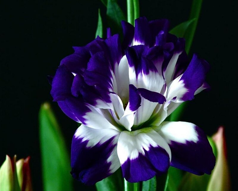 Purple and White Flower — Dramatic, Photograph, Green Leaves, Green