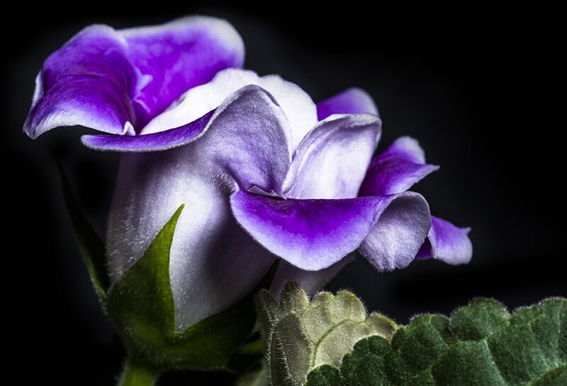 Purple and White Flower — Dramatic, Photograph, Green Leaves