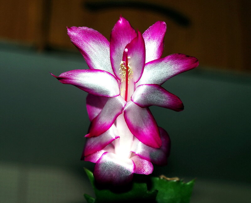 Purple and White Flower — Dramatic, Photograph, Stem